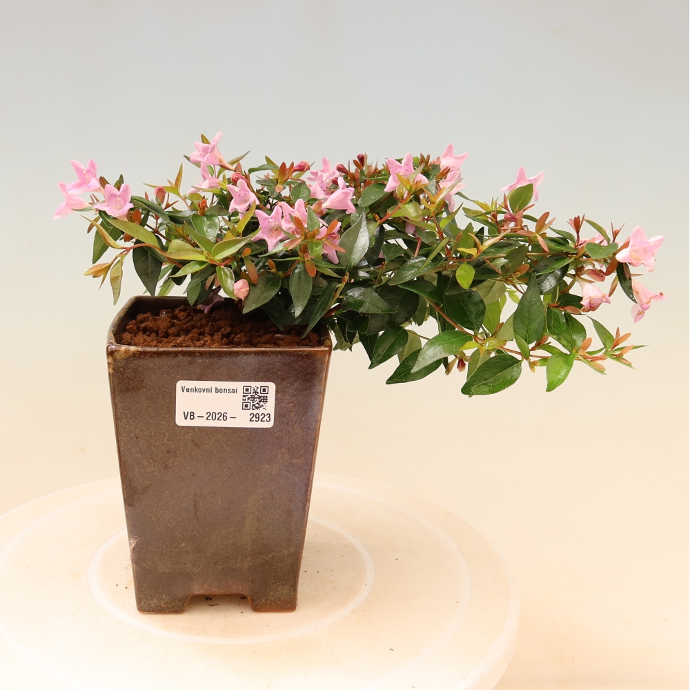 Buitenbonsai - Abelia Edward Goucher - Grootbloemige abelia