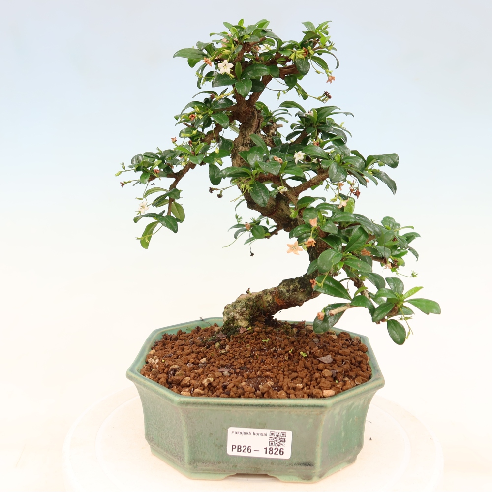 Kamerbonsai - Carmona macrophylla - Thee fuki