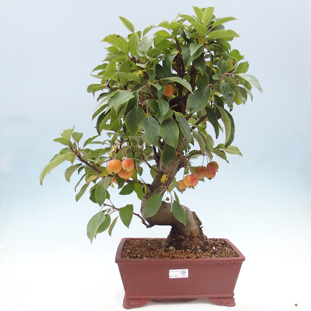 Bonsai voor buiten -Malus halliana - Appelboom met kleine vruchten