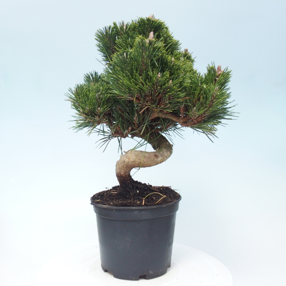 Bonsai voor buiten - Pinus thunbergii senjyumaru - Thunberg den