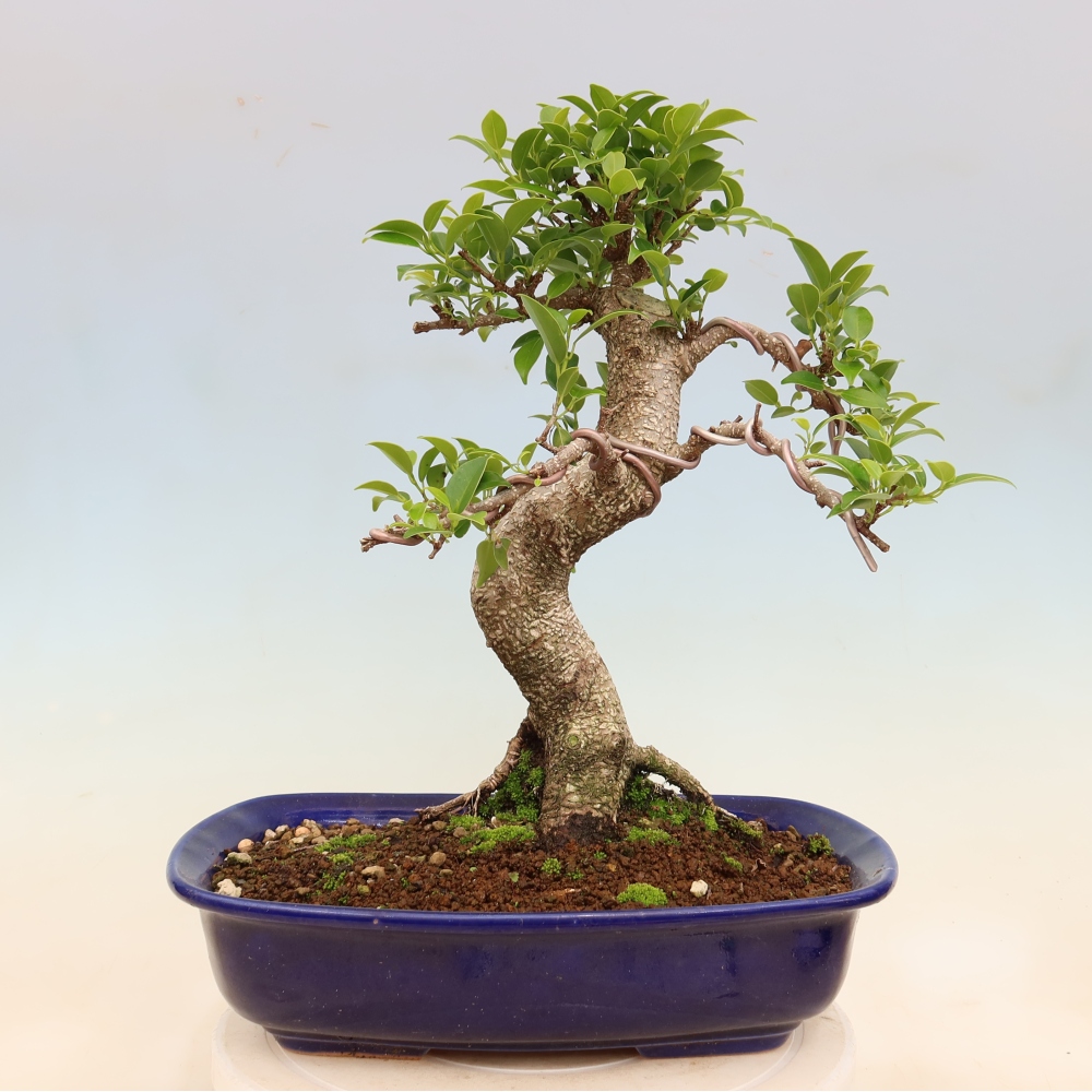 Kamerbonsai - Ficus kimmen - kleinbladige ficus