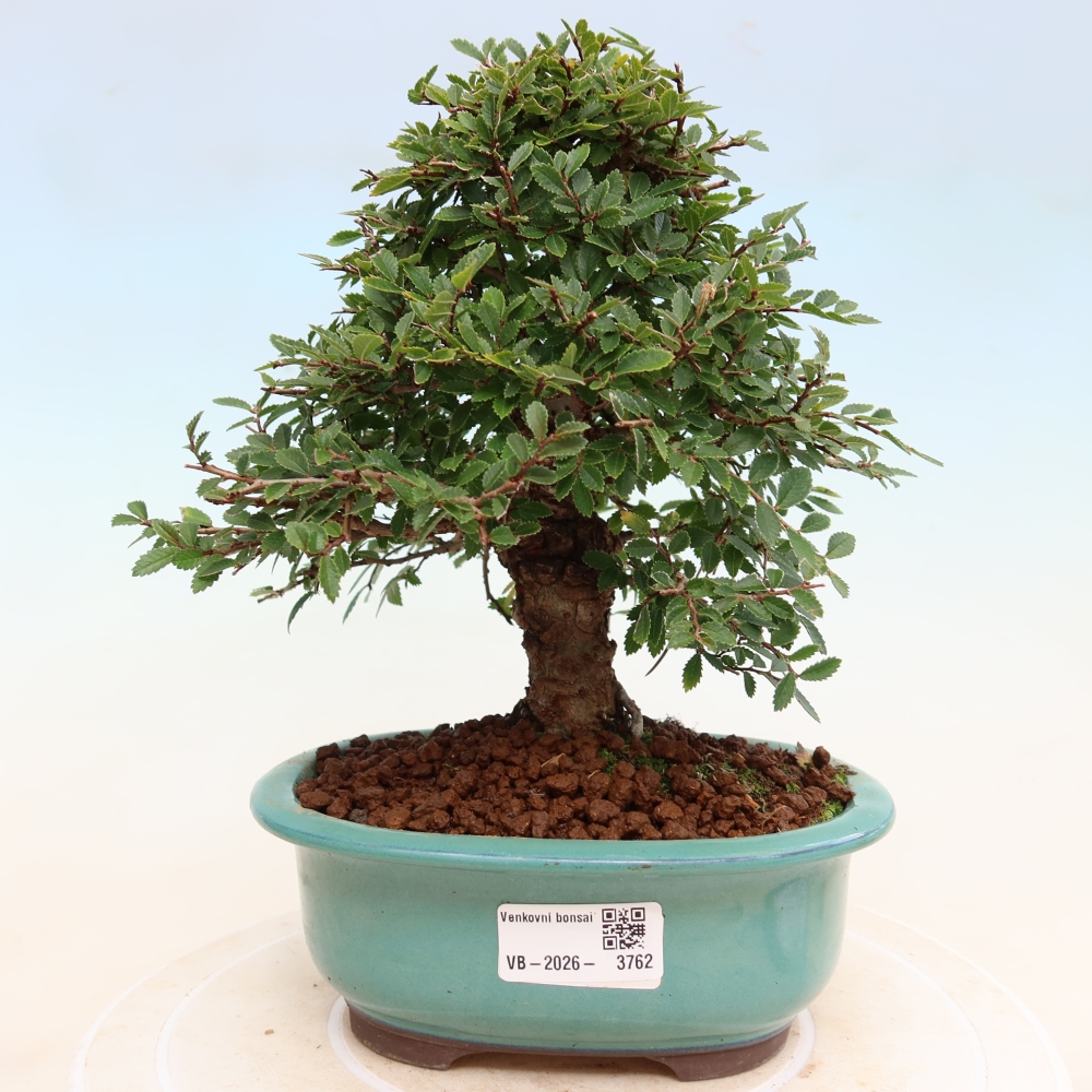 Bonsai voor buiten - Zelkova - Zelkova NIRE