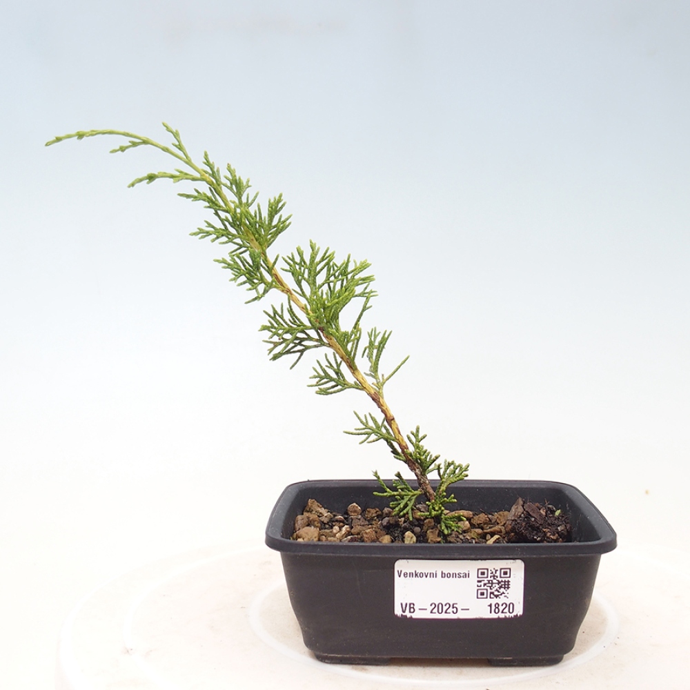 Bonsai voor buiten - Juniperus chinensis Itoigawa