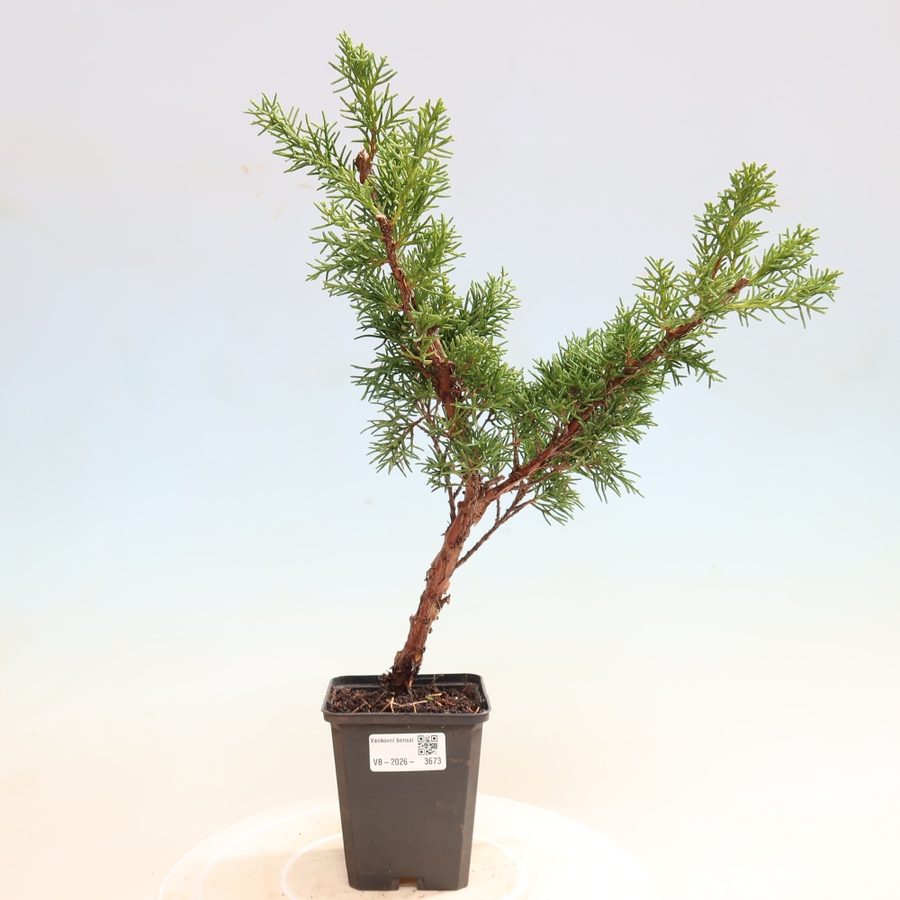 Bonsai voor buiten - Juniperus chinensis Kishu