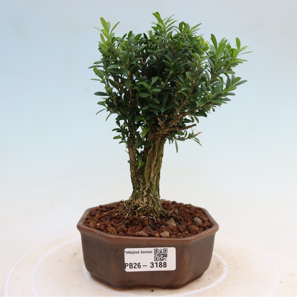 Kamerbonsai - Buxus harlandii - kurk buxus