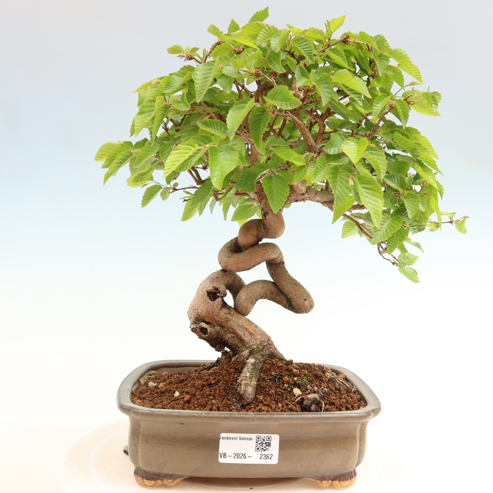 Bonsai voor buiten -Carpinus Coreana - Koreaanse haagbeuk