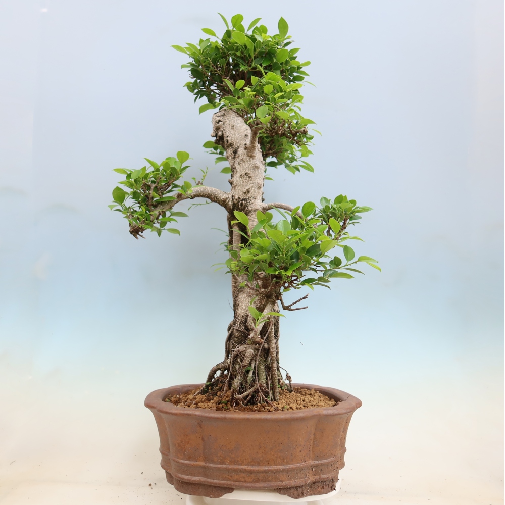 Kamerbonsai - Ficus kimmen - kleinbladige ficus
