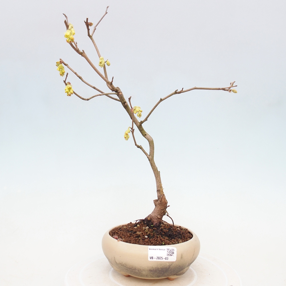 Bonsai voor buiten - Hazelaar - Corylopsis Spicata