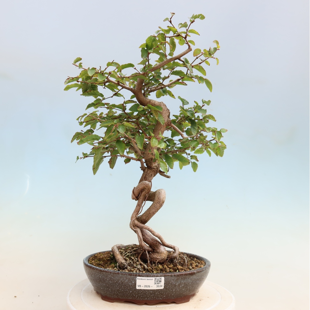 Bonsai voor buiten -Carpinus CARPINOIDES - Koreaanse haagbeuk