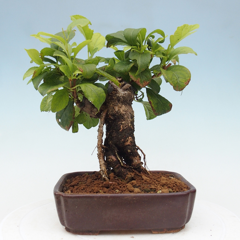 Bonsai voor buiten - Celastrus orbiculatus
