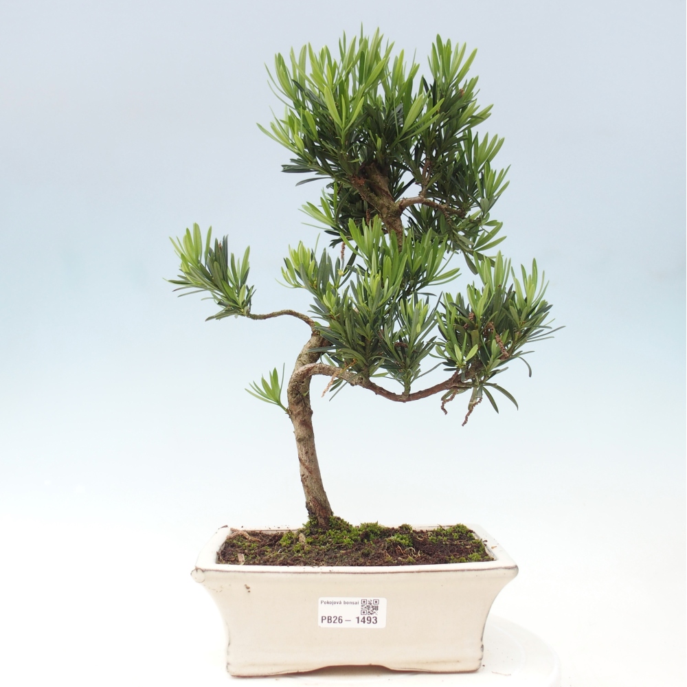 Kamerbonsai - Podocarpus - Taxus