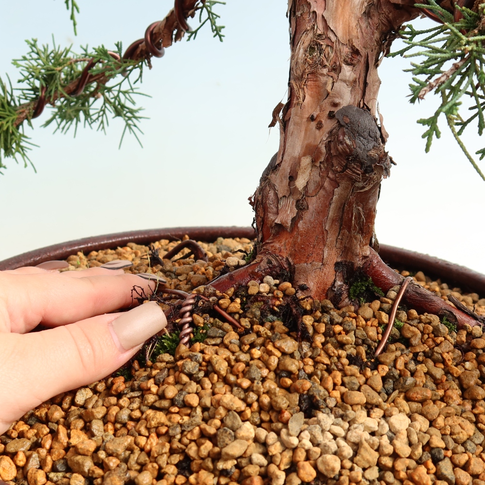 Bonsai voor buiten - Juniperus chinensis Kishu
