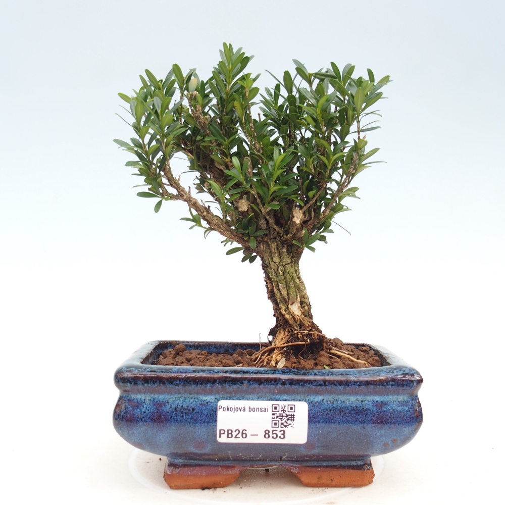Kamerbonsai - Buxus harlandii - kurk buxus