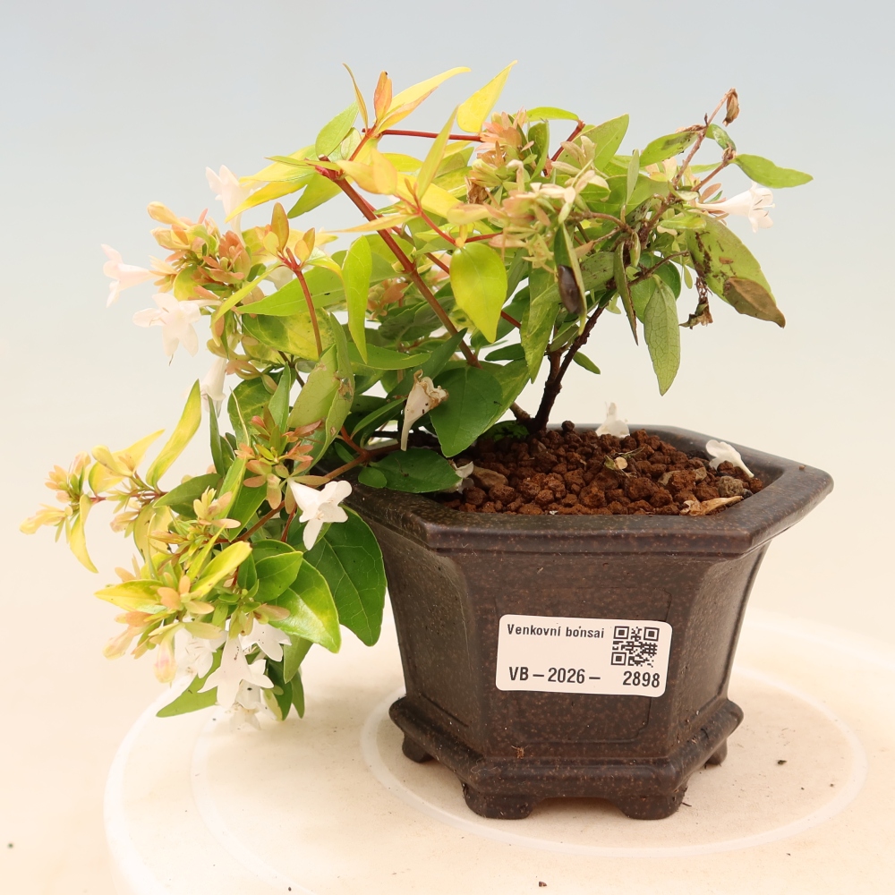 Buitenbonsai - Abelia gr. Kleidoscope - Grootbloemige abelia