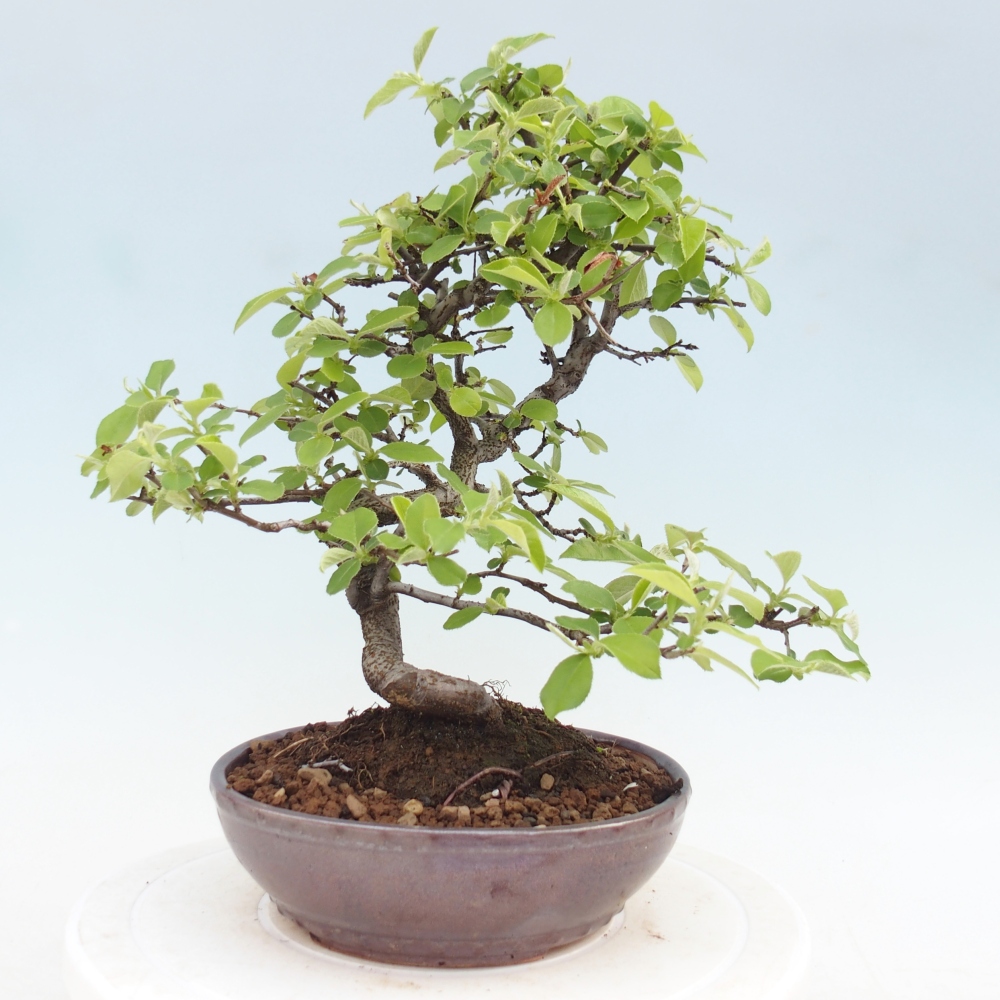 Bonsai voor buiten - Chaneomeles chinensis