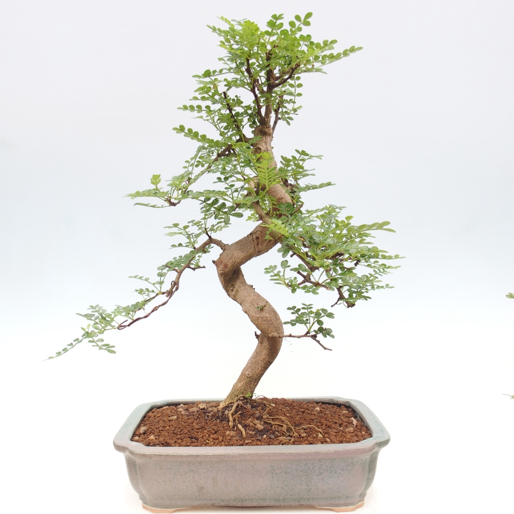 Kamerbonsai - Zantoxylum piperitum - peperboom