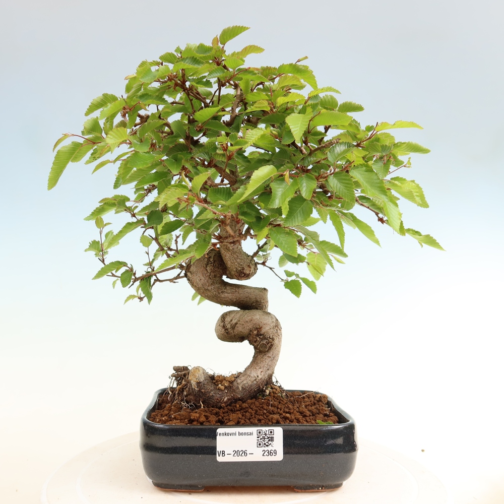 Bonsai voor buiten -Carpinus Coreana - Koreaanse haagbeuk