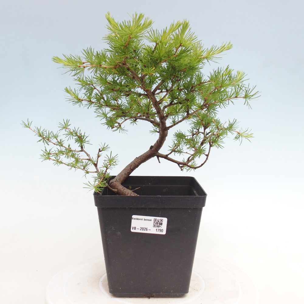 Bonsai voor buiten -Larix decidua - Lariks