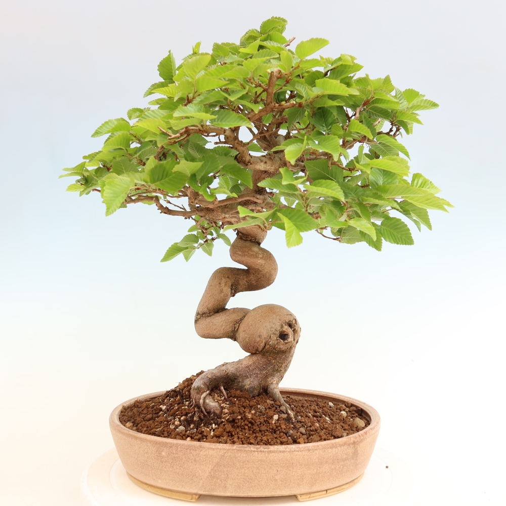 Bonsai voor buiten -Carpinus Coreana - Koreaanse haagbeuk