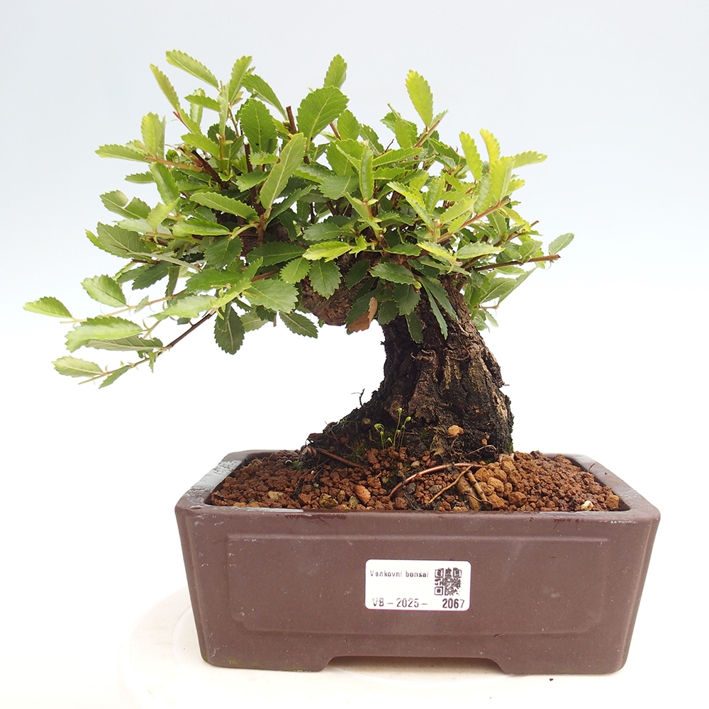 Bonsai voor buiten - Zelkova - Zelkova NIRE