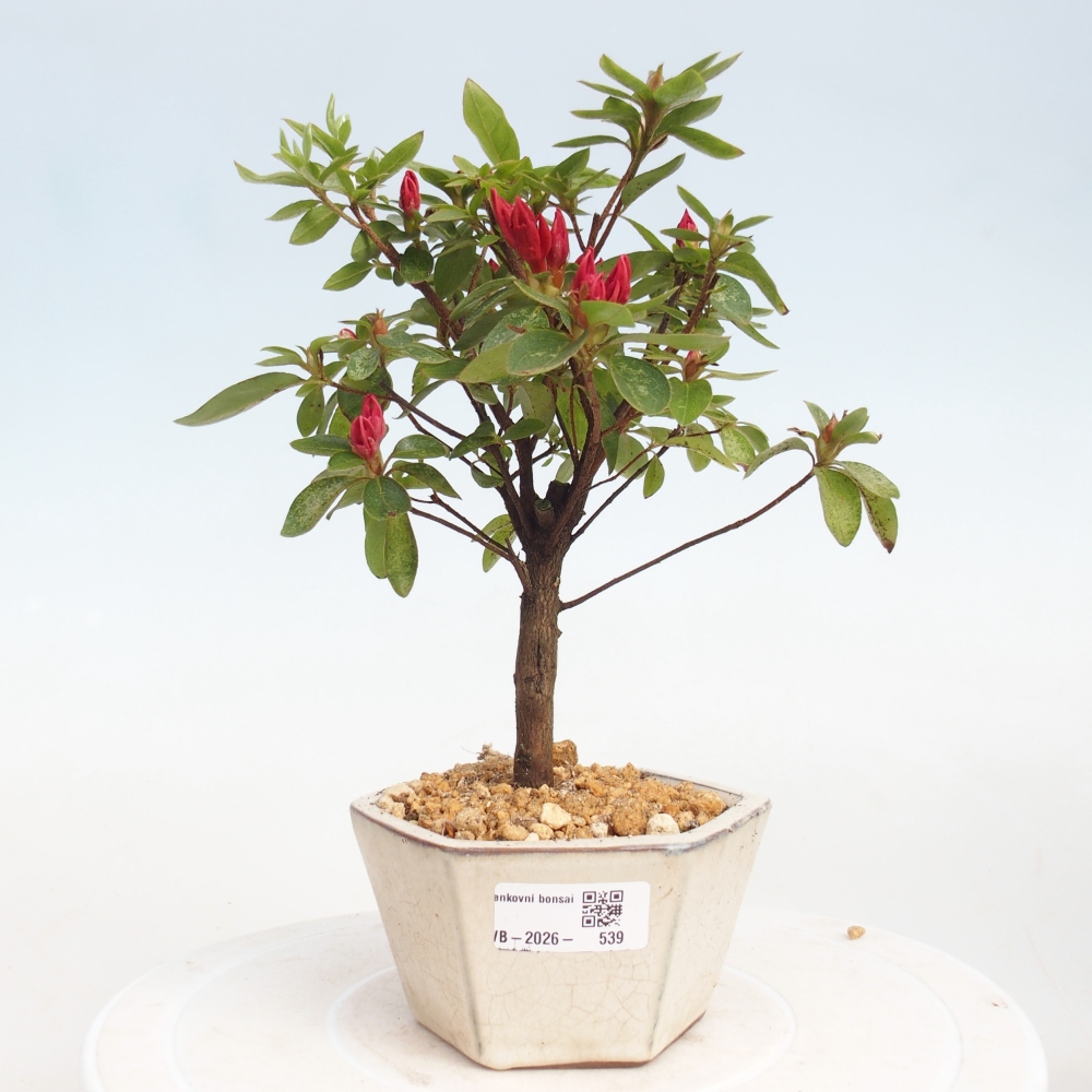 Bonsai voor buiten - Japanse azalea - Azalea sp.