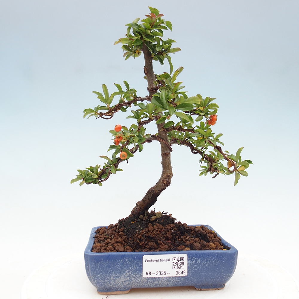 Bonsai-Pyracantha Teton voor buiten -Hlox