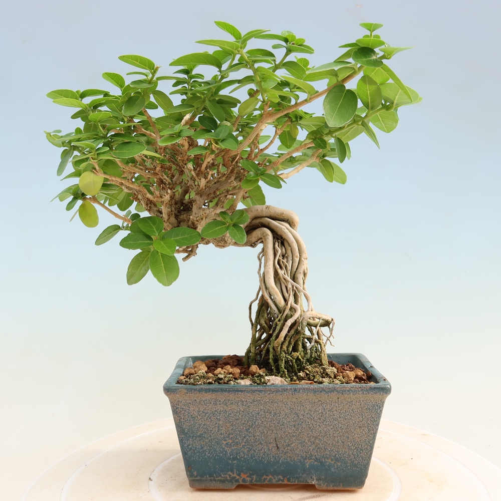 Bonsai voor binnen - Premna serratifolia - Kozlovna malolista