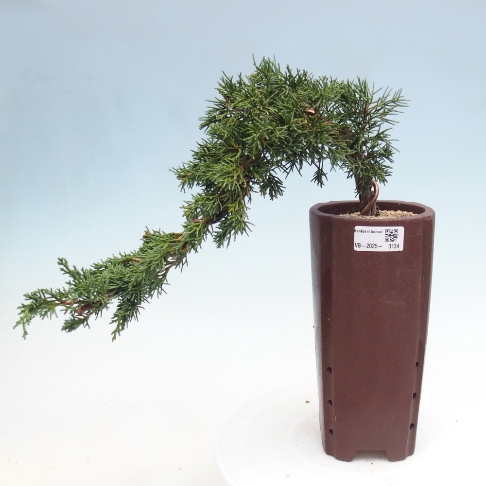 Bonsai voor buiten - Juniperus chinensis Kishu