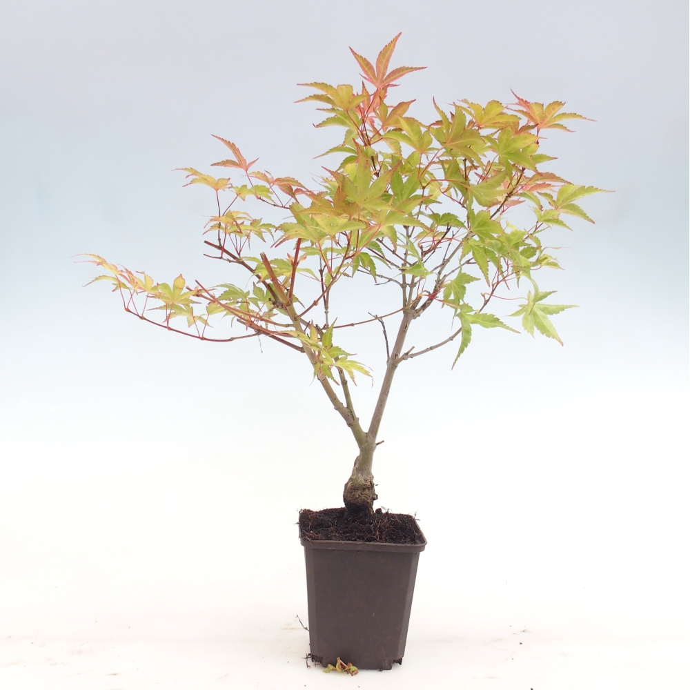 Bonsai voor buiten - Acer palmatum Beni Tsukasa in container
