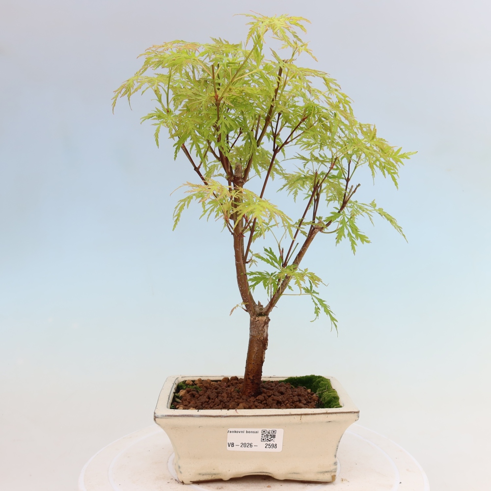 Bonsai voor buiten - Acer palmatum Dissectum