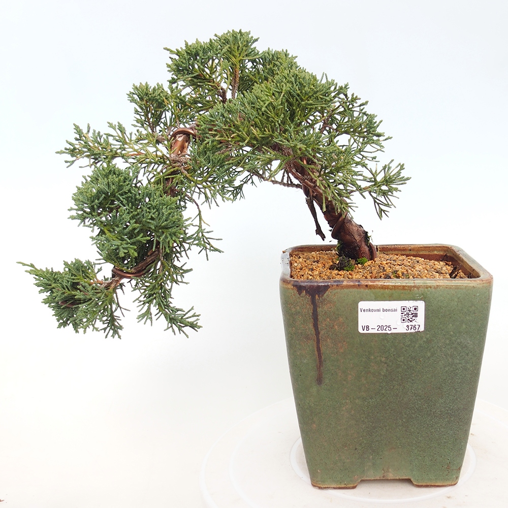 Bonsai voor buiten - Juniperus chinensis Kishu