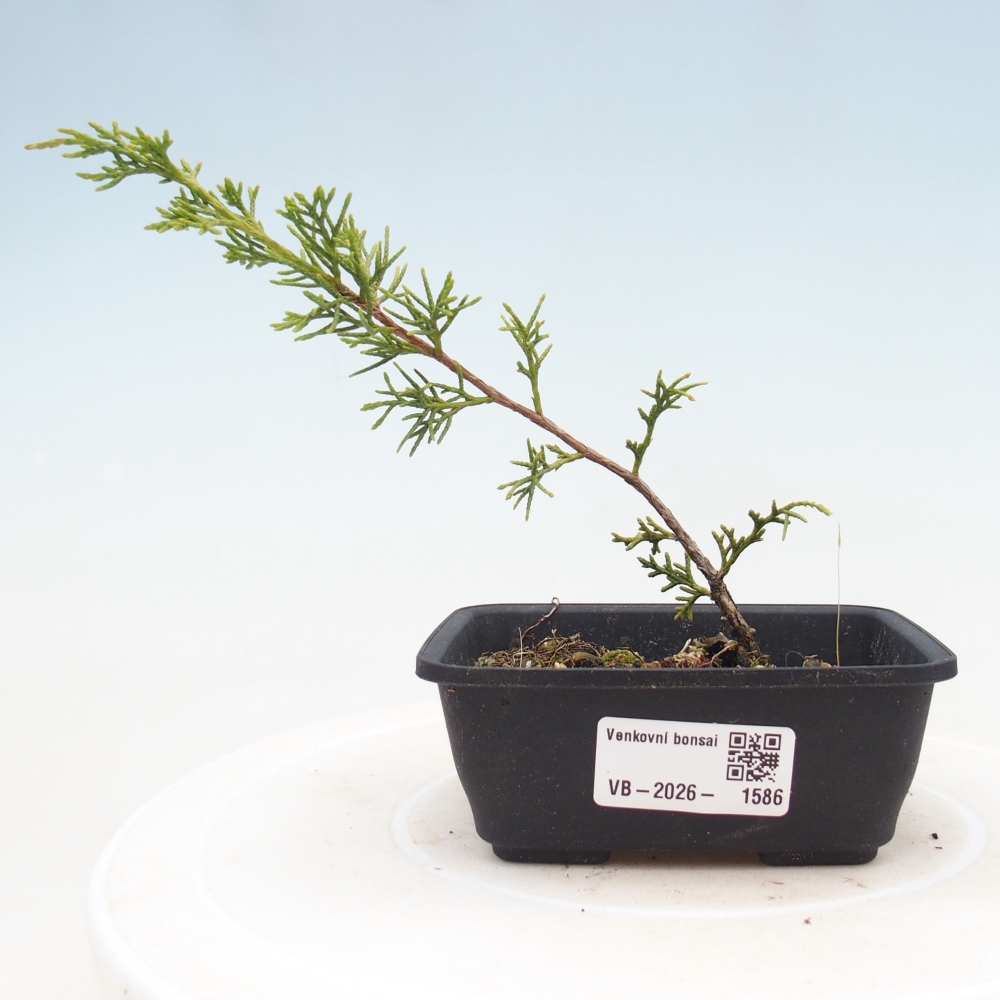 Bonsai voor buiten - Juniperus chinensis Itoigawa