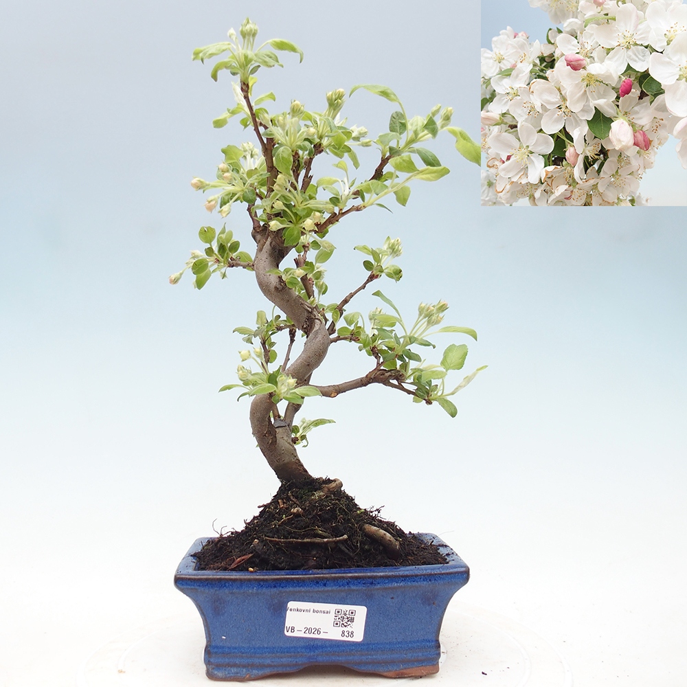 Bonsai voor buiten -Malus halliana - Appelboom met kleine vruchten