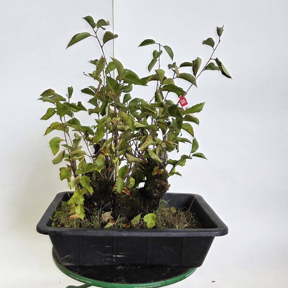 Bonsai kers voor buiten - Prunus aviata