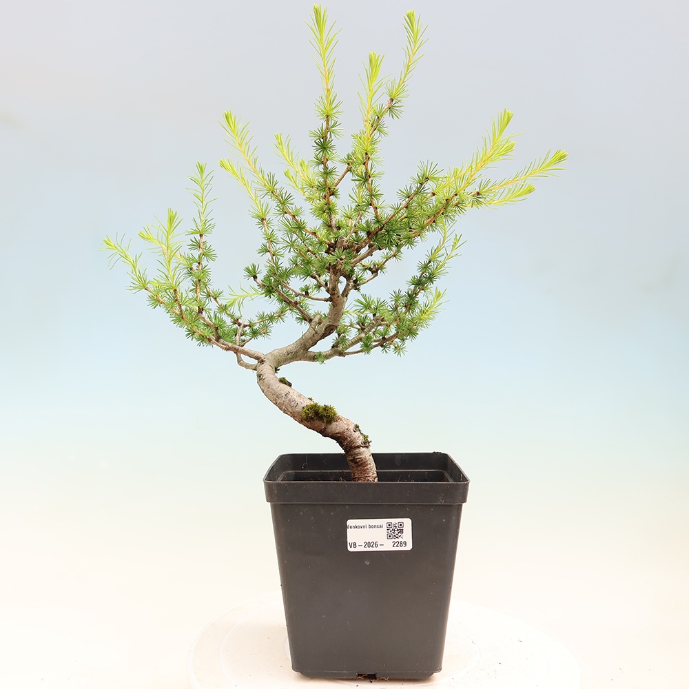 Bonsai voor buiten -Larix decidua - Lariks
