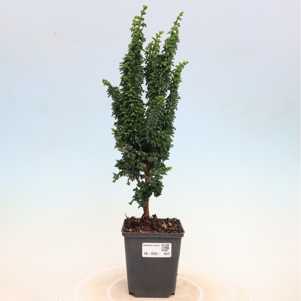 Bonsai voor buiten - Cham. obtusa SEKKA HINOKI - Cipres