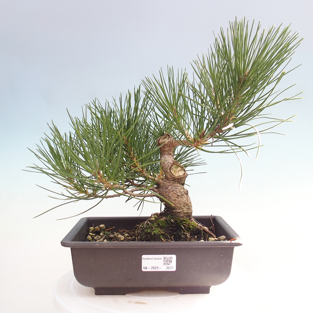 Bonsai voor buiten - Pinus thunbergii - Thunberg den