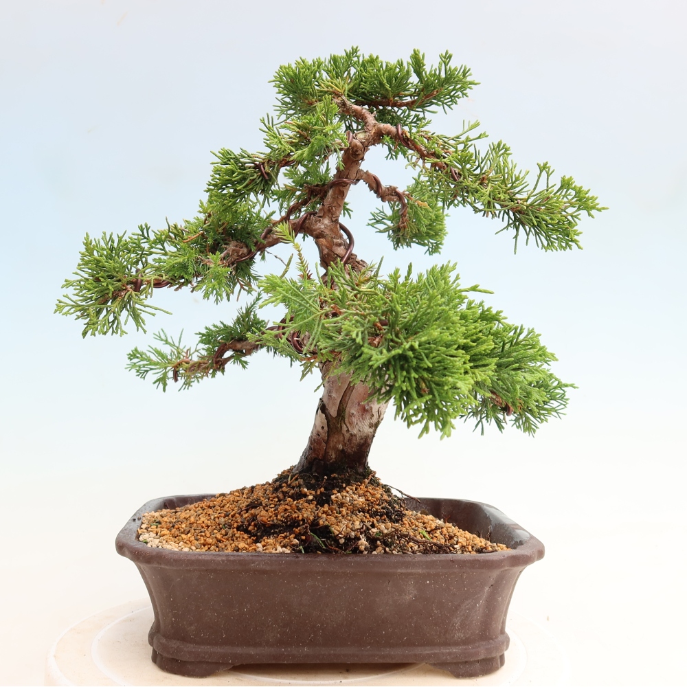 Bonsai voor buiten - Juniperus chinensis Itoigawa-Juniperus chinensis