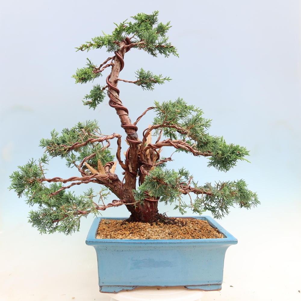Bonsai voor buiten - Juniperus chinensis Kishu