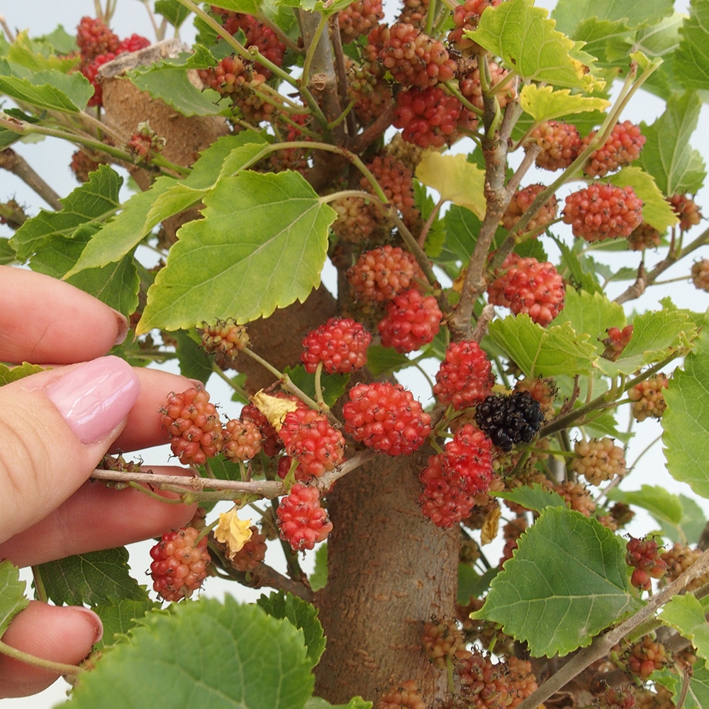 Bonsai voor buiten -Morus alba - moerbei