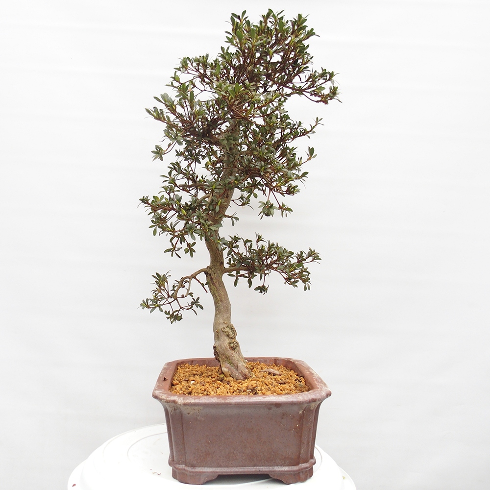 Bonsai voor buiten - Japanse azalea - Azalea satsuki
