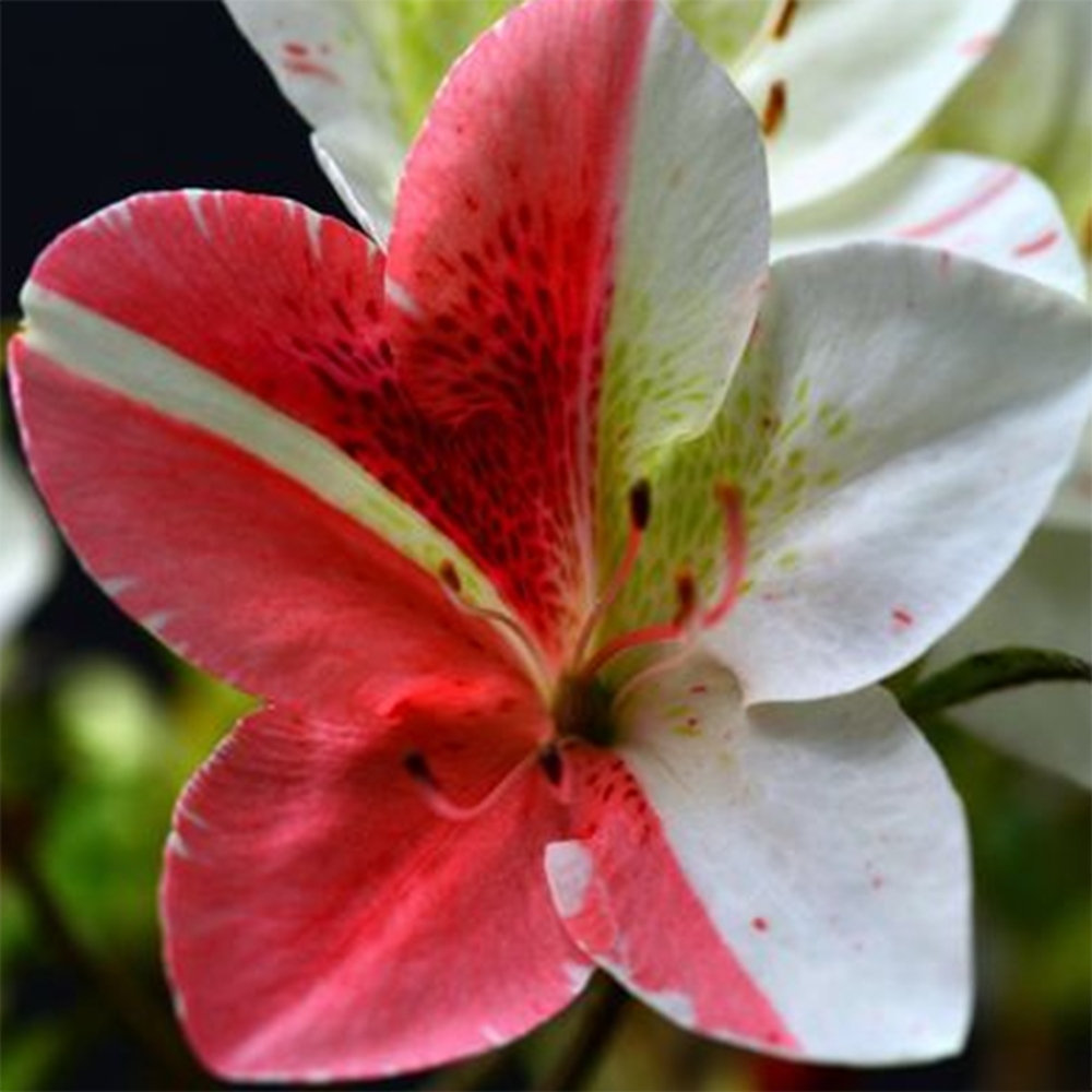 Bonsai voor buiten - Japanse Azalea - Azalea Kisshoten