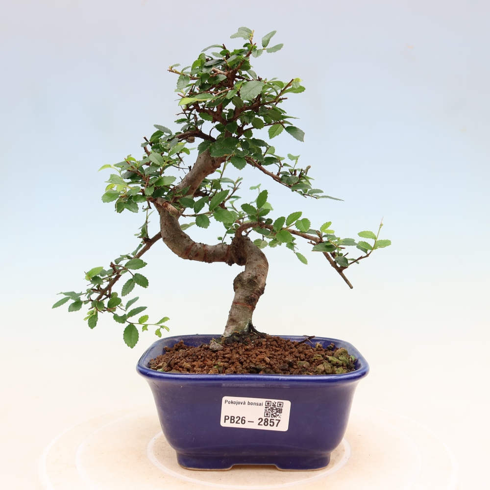 Kamerbonsai - Ulmus parvifolia - Winteriep