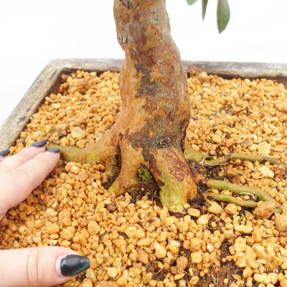 Bonsai voor buiten - Japanse Azalea - Azalea Hanatsuzuri