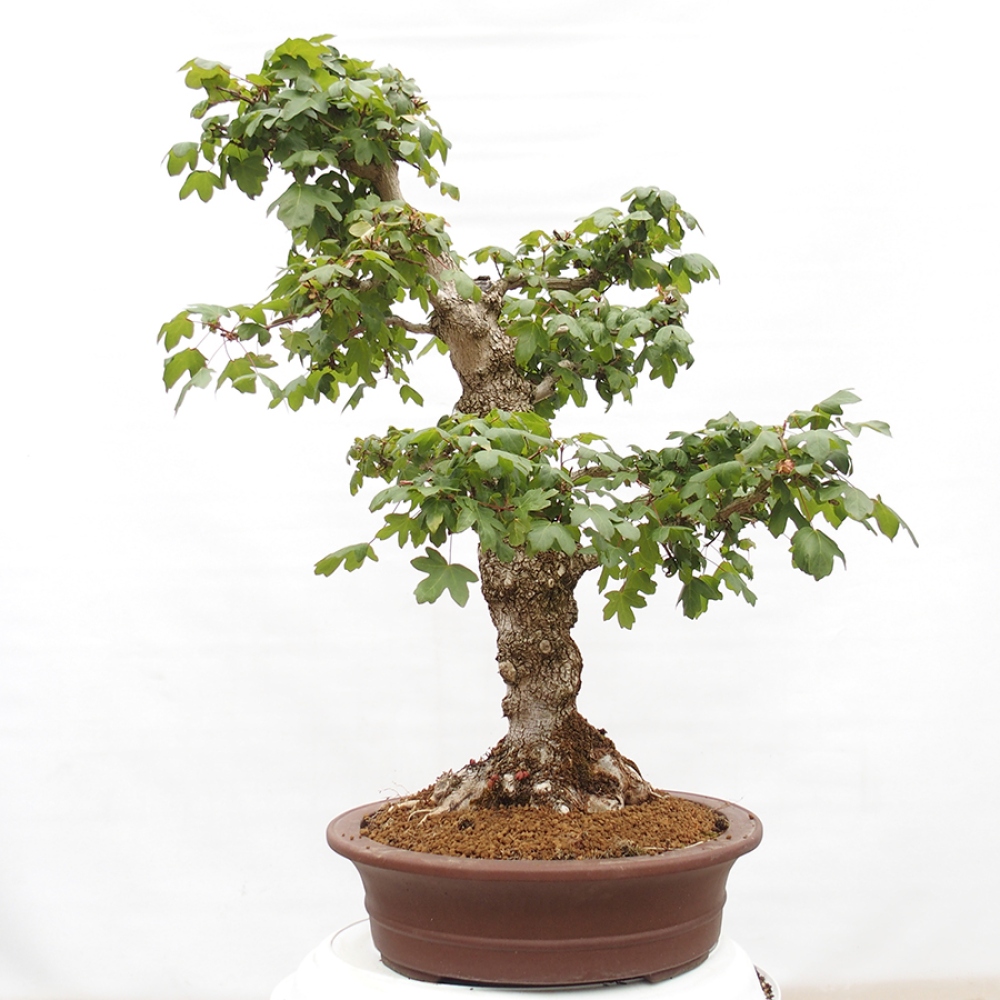 Bonsai voor buiten -Javor babyka - Acer campestre