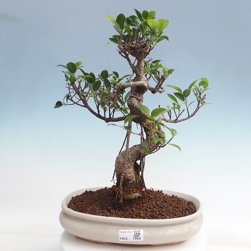 Kamerbonsai - Ficus kimmen - kleinbladige ficus