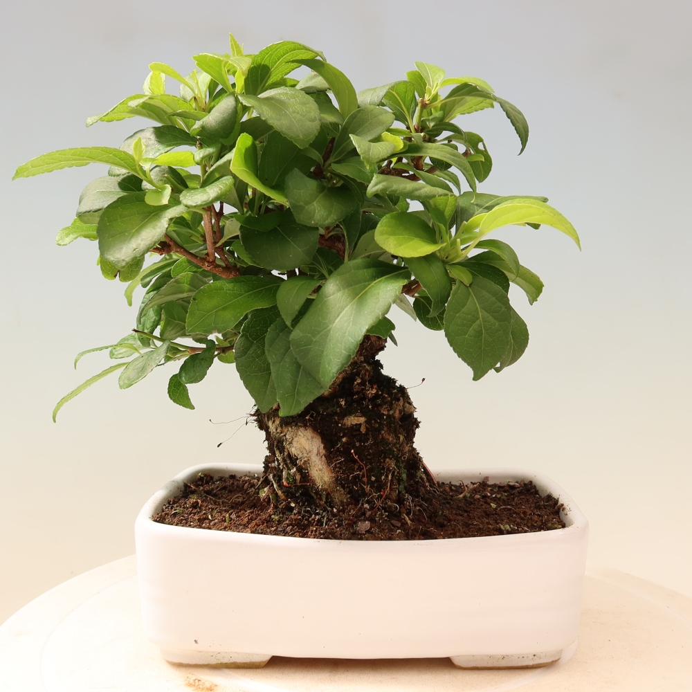 Bonsai voor buiten - Celastrus orbiculatus