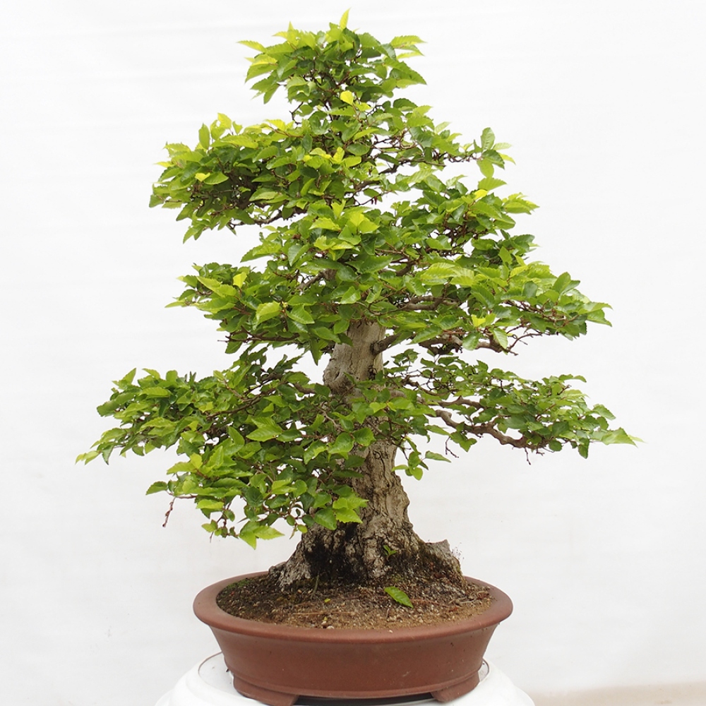Bonsai voor buiten -Carpinus CARPINOIDES - Koreaanse haagbeuk