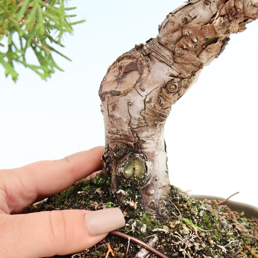 Bonsai voor buiten - Juniperus chinensis Itoigawa-Juniperus chinensis