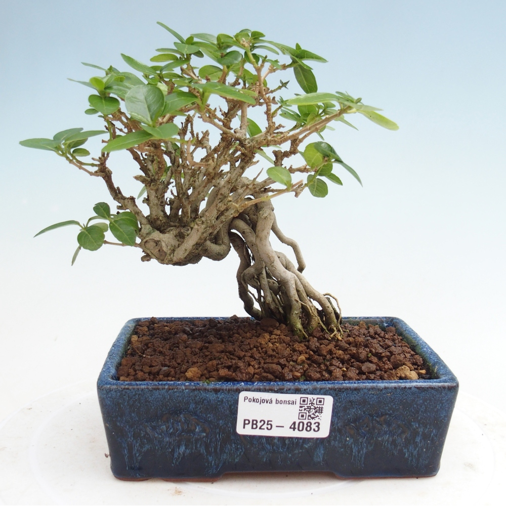 Bonsai voor binnen - Premna serratifolia - Kozlovna malolista
